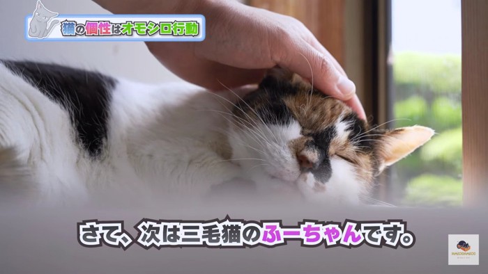 撫でられる三毛猫