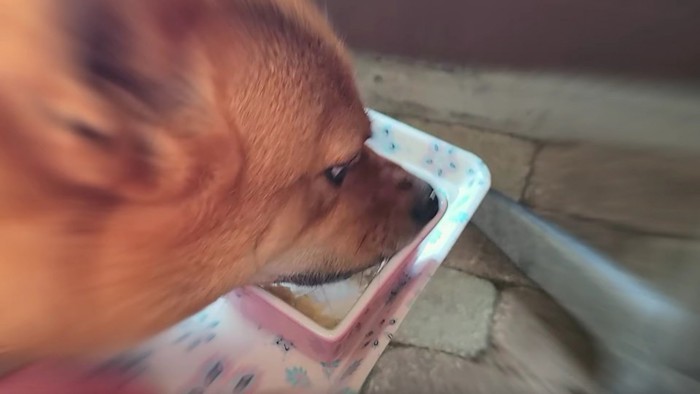 ご飯を食べる犬