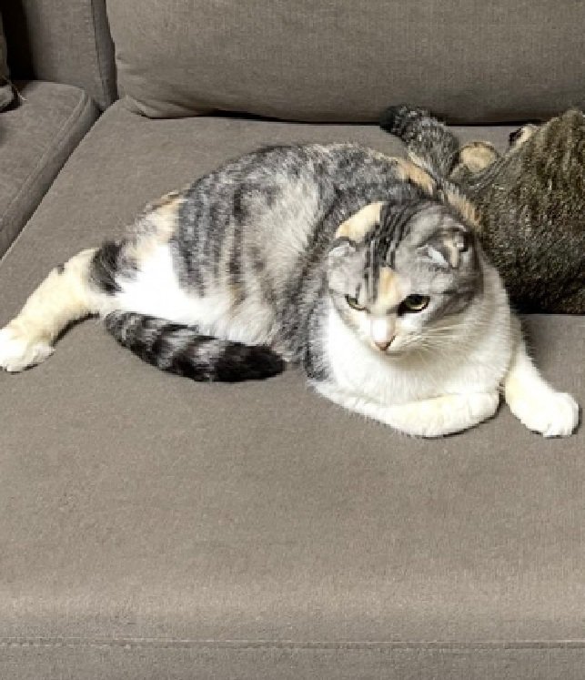 座る猫