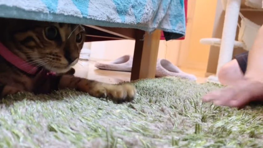 ピンクの首輪の子猫