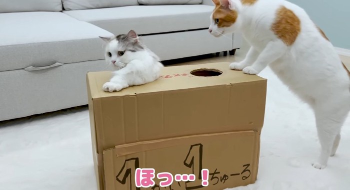 顔を出す猫