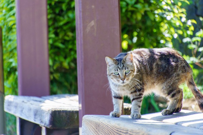 猫の細道の猫