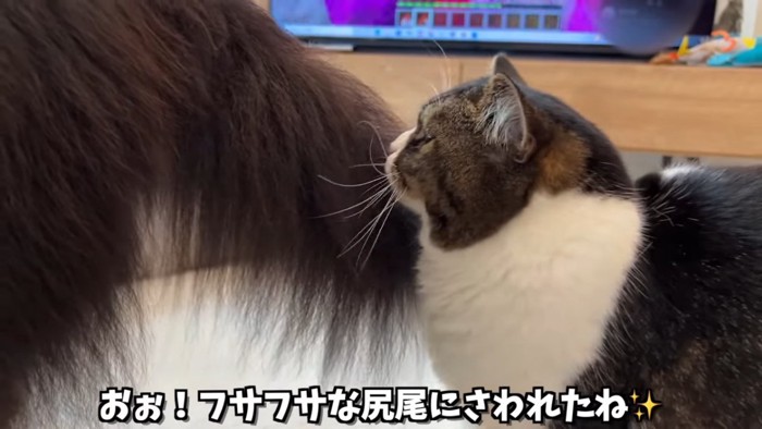 犬のしっぽと猫