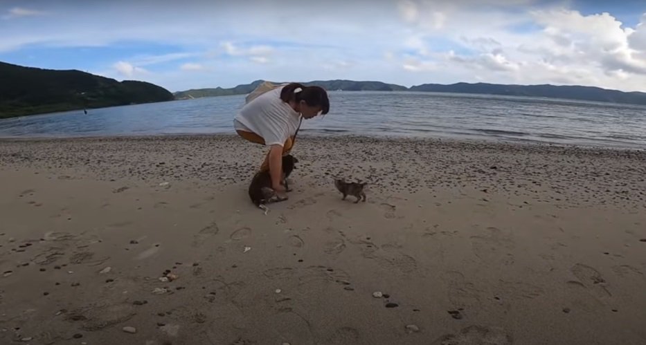 砂浜の女性と犬と子猫