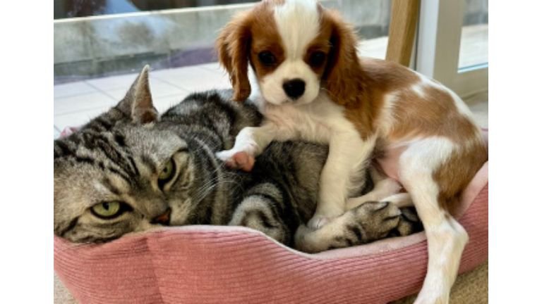 室内にいる猫と犬