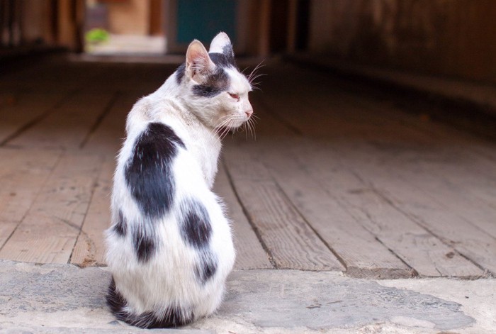 横を向くシニアの猫