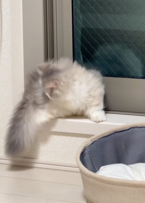 触りたい猫