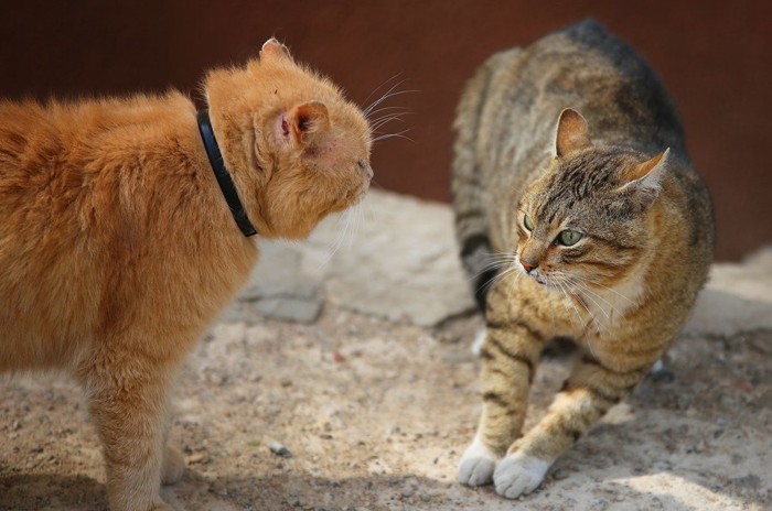 うなる猫たち