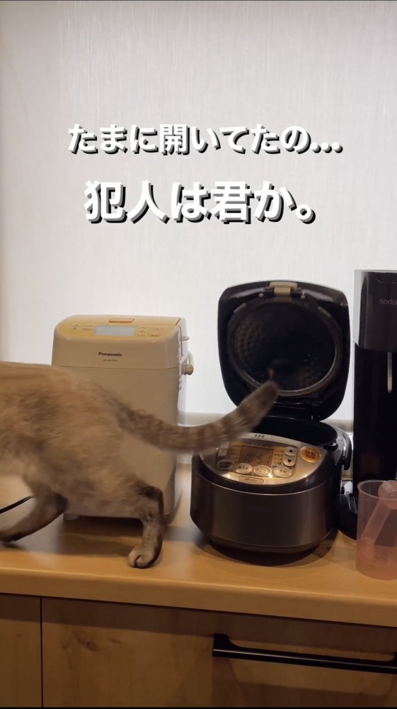 キッチンを歩く猫