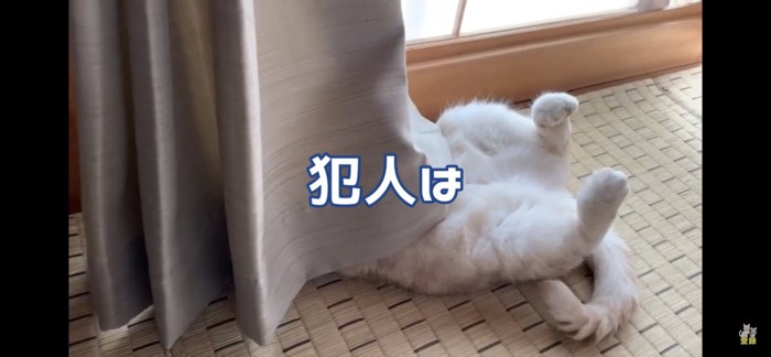 柱をボロボロにした犯猫は…