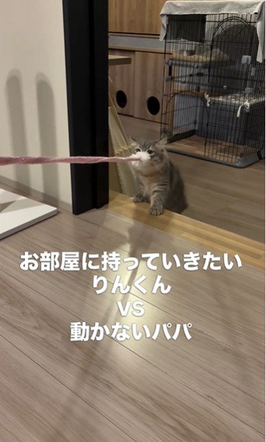 猫じゃらしを持っている猫