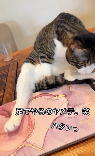 パソコンの横に座っている猫