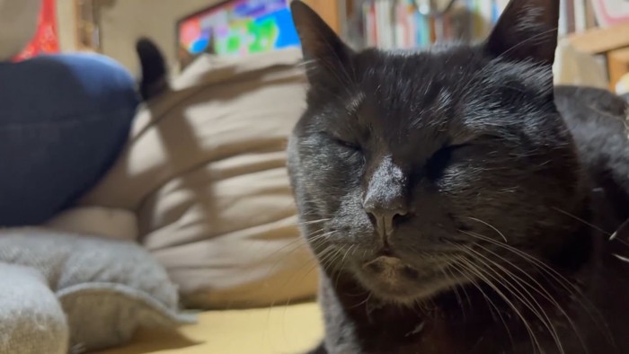 眠そうな黒猫