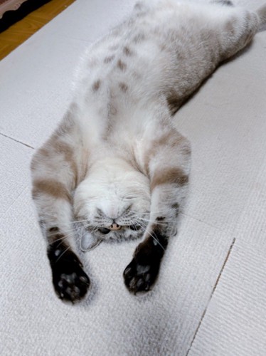 床に仰向けで伸びる猫