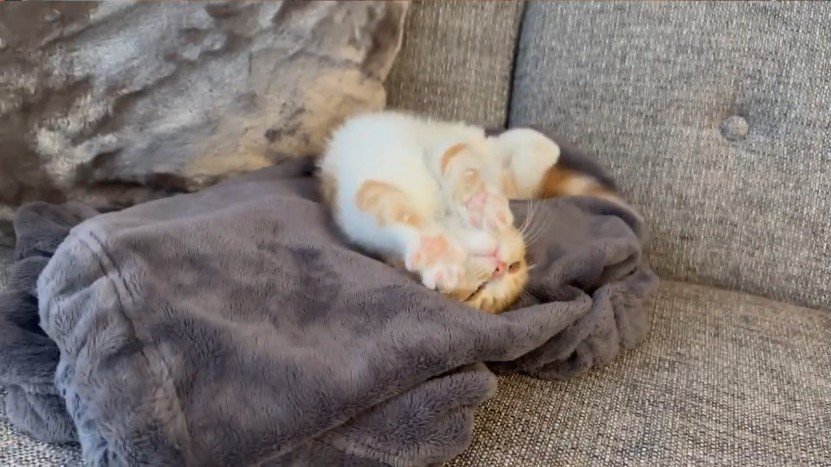 伸びる猫