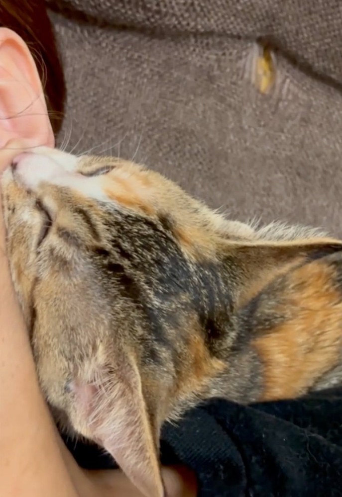 寝落ちする猫