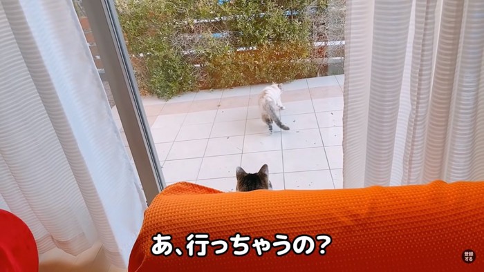 去ろうとする猫