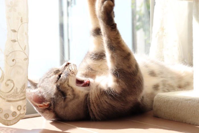 ひなたであくびをする猫