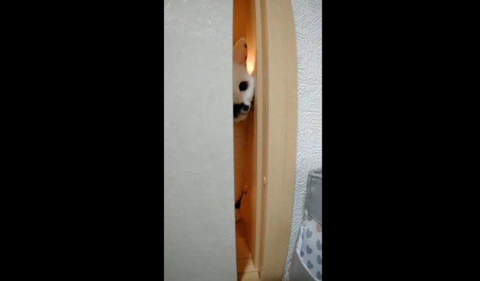 ふすまのすき間から覗く猫