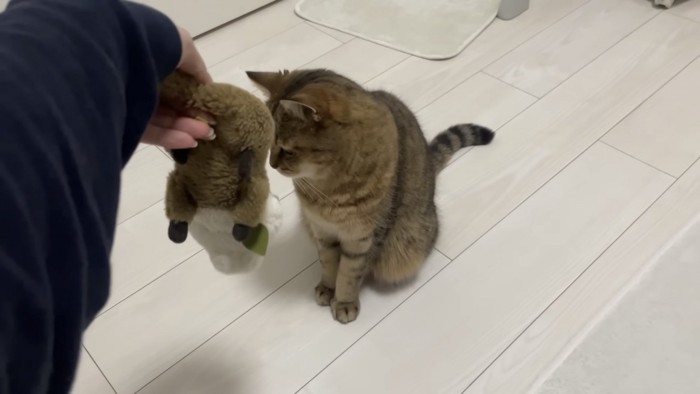 ぬいぐるみから顔を背ける猫の写真