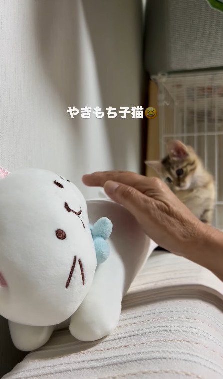 ぬいぐるみを撫でる飼い主さん