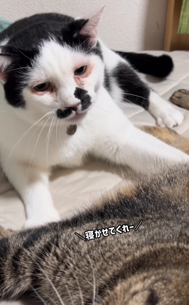 キジトラ猫を見ている猫