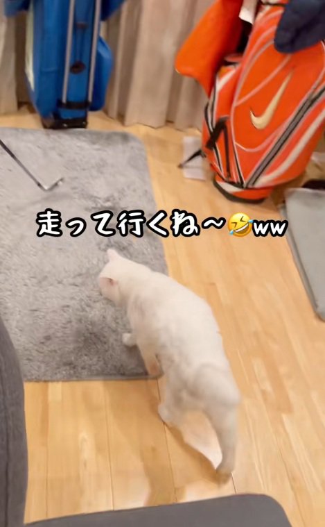 ゴルフクラブにかけよる白猫