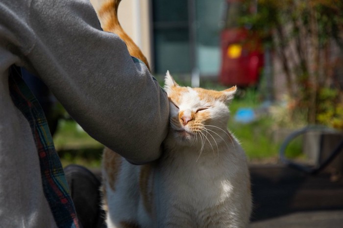 すりすりする猫