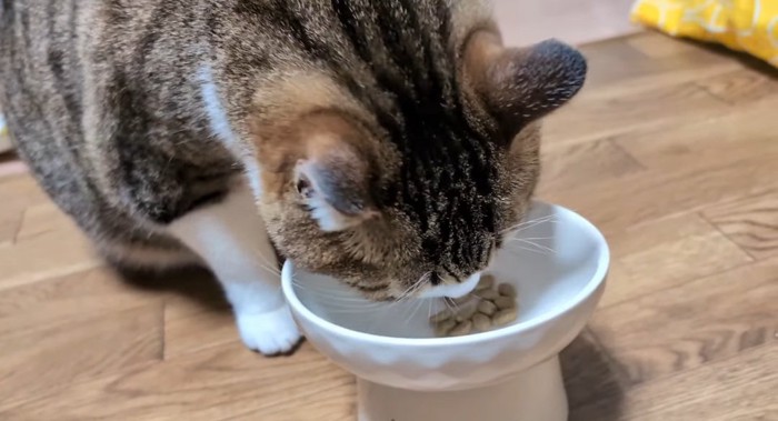 ご飯を食べる猫