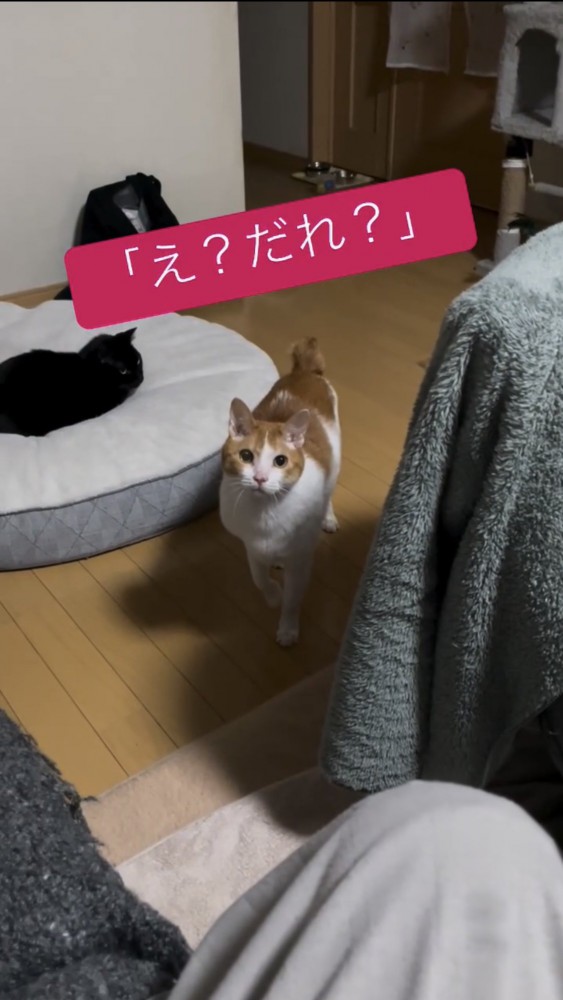 不思議そうな顔をする猫