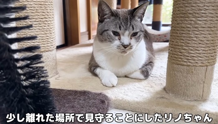 座っている大人猫