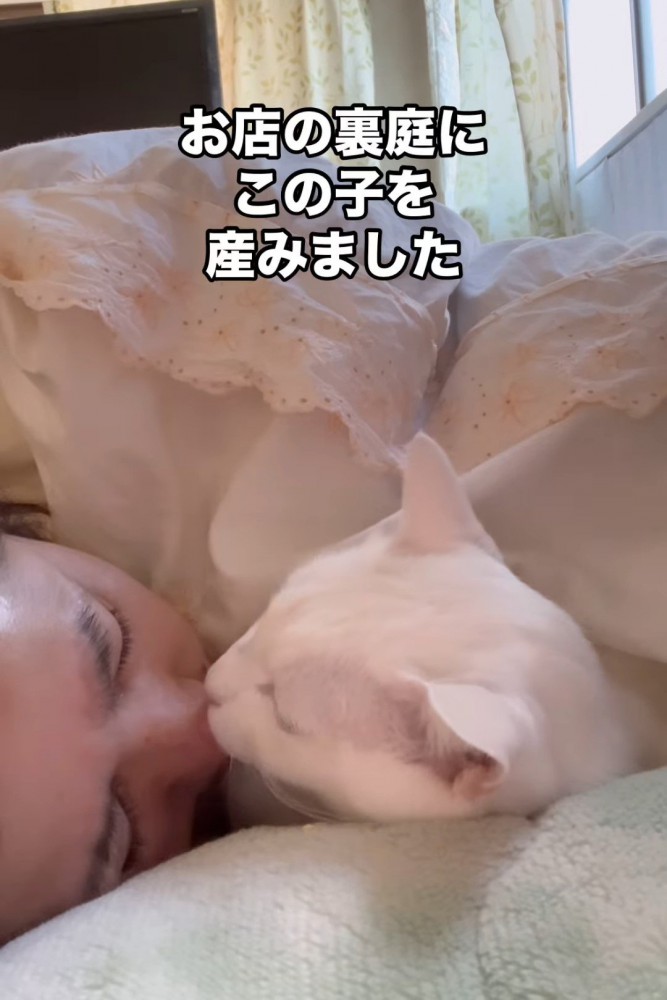 人の鼻をなめる猫