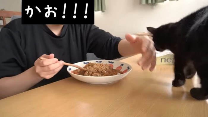 カレーに顔を近づける猫