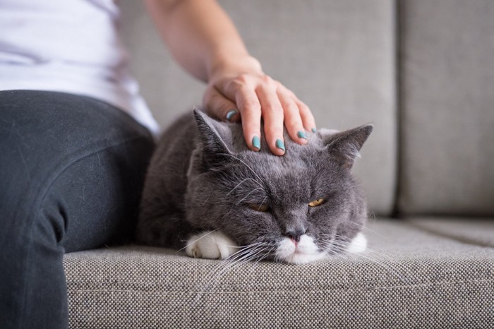 寝ているのに触って起こされる猫