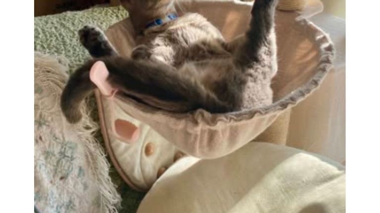 キャットタワーにいる猫