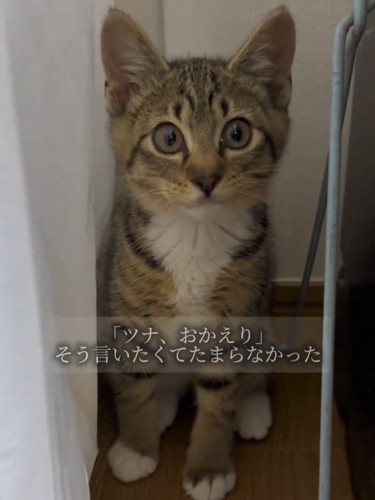 物陰でおすわりする子猫