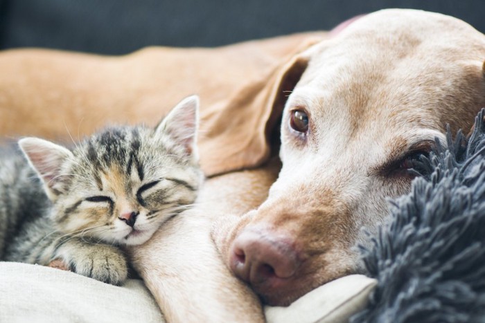 寄り添ってくつろぐ犬と子猫