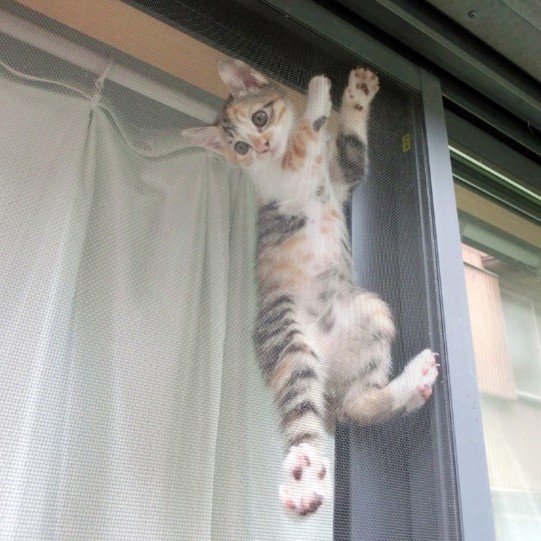 網戸に登るねこ