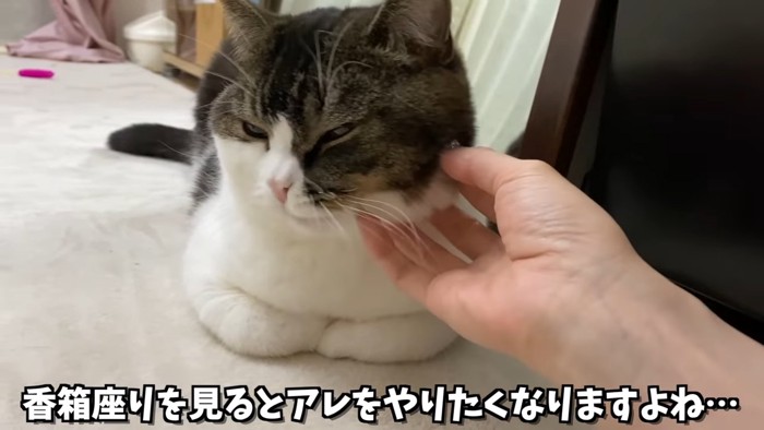 頬を触られる猫