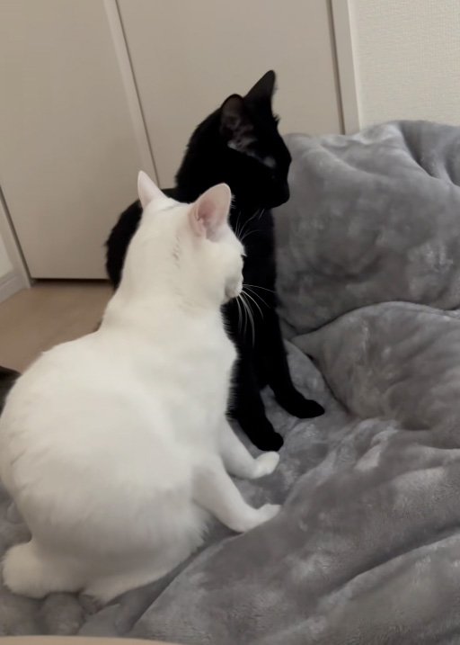 伸びる猫