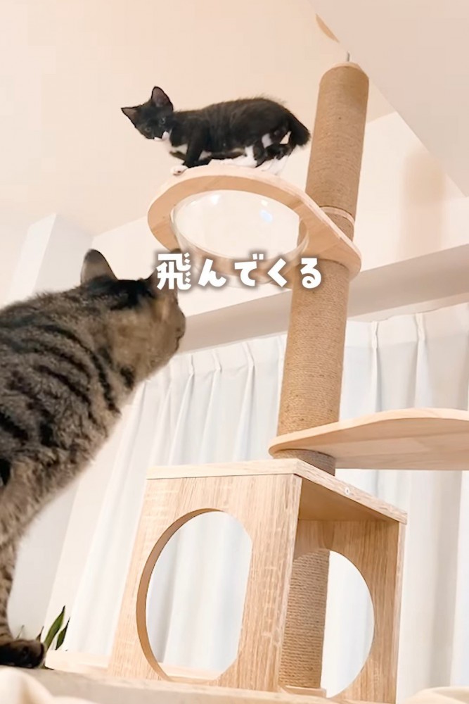 子猫を見る成猫