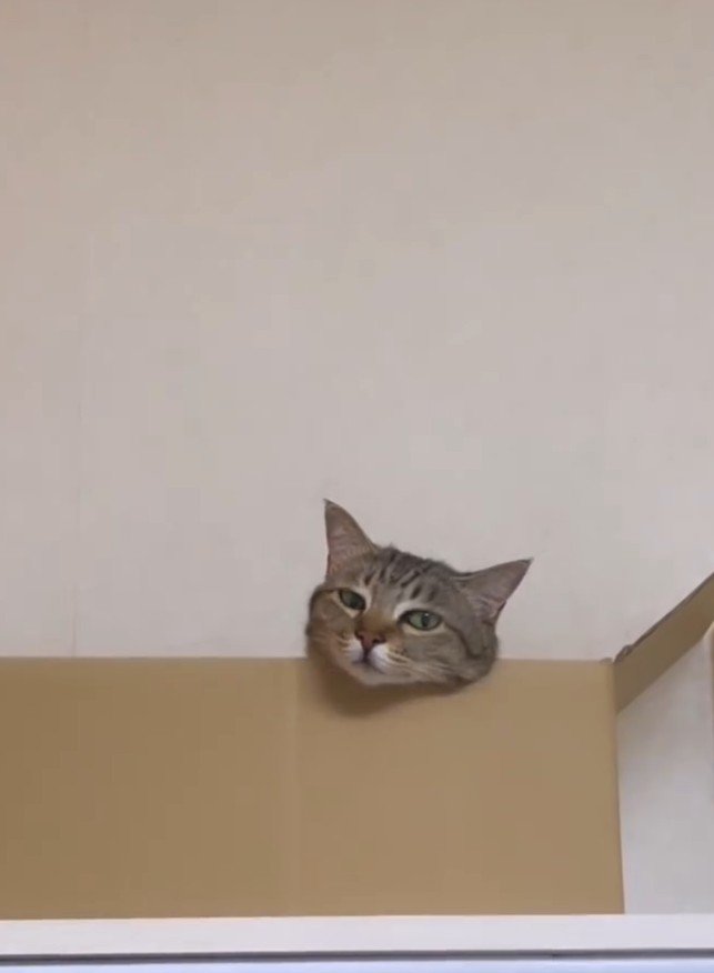 段ボールから顔を出すキジ猫