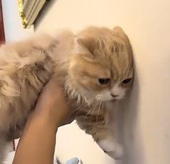 壁に頭をついた猫