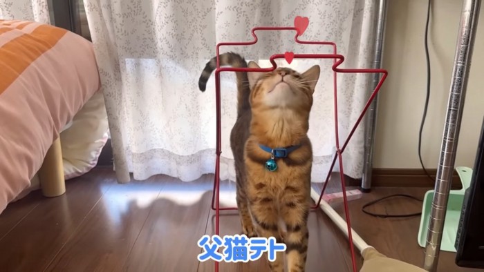 青い首輪の猫