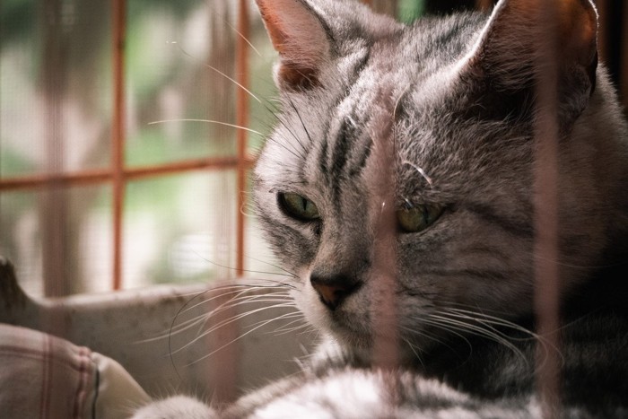 オス猫の渋い顔