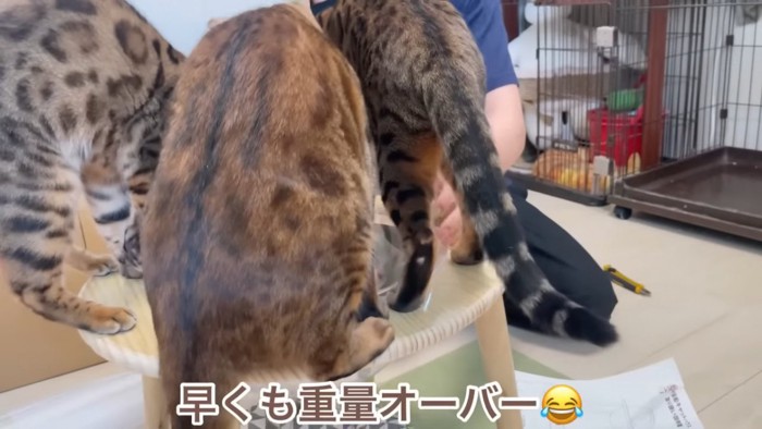 猫ハウスの枠に乗る3匹の猫