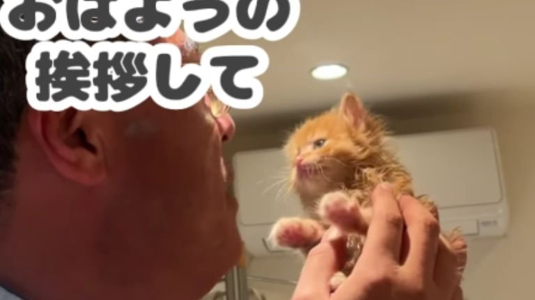 子猫を持っている男性