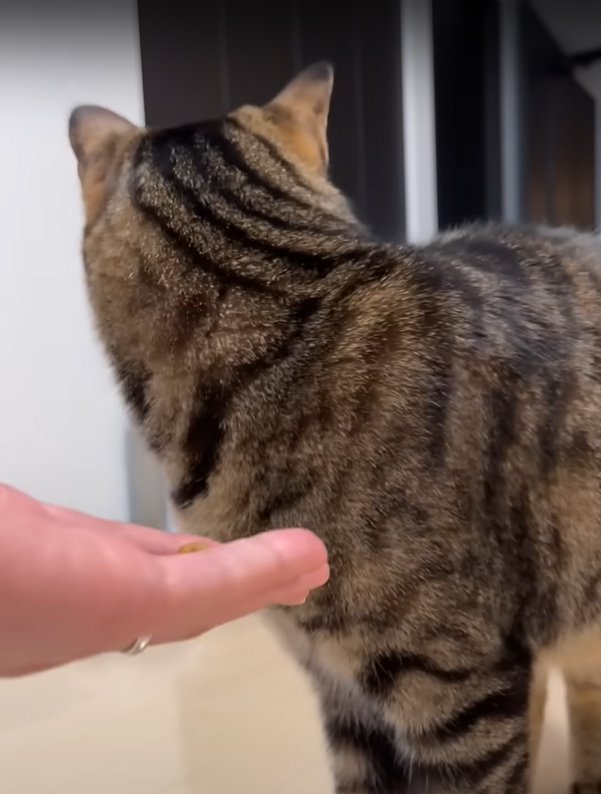 後ろを気にする猫