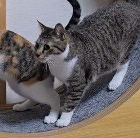 動揺している様子のキジ白猫