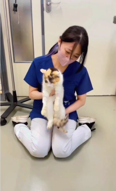 人に抱かれている猫
